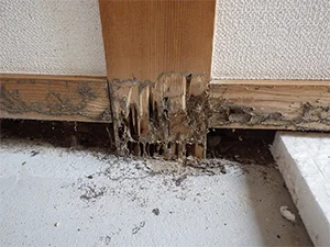 シロアリが発生しているサイン